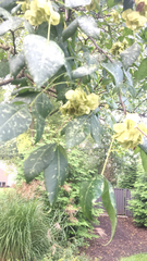 Ptelea trifoliata