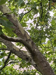 Platanus × hispanica