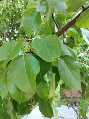 Pyrus communis