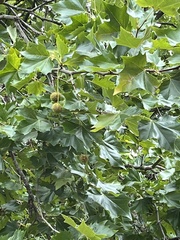 Platanus × hispanica