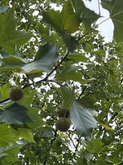 Platanus × hispanica