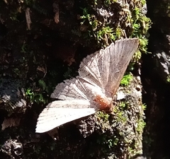 Cerynea punctilinealis