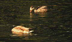 Mareca strepera strepera