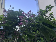 Clerodendrum bungei