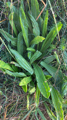 Plantago