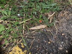 Taraxacum officinale