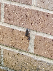 Eleutherodactylus campi