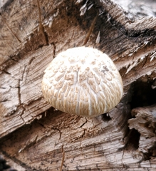 Neolentinus lepideus
