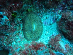 Lobactis scutaria