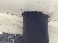 Tetragonula carbonaria