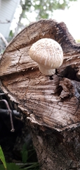 Neolentinus lepideus