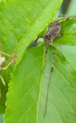 Paroligolophus agrestis