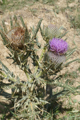 Cirsium odontolepis
