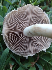 Stropharia coronilla