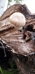 Neolentinus lepideus