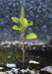 Amaranthus hybridus