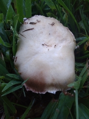 Stropharia coronilla