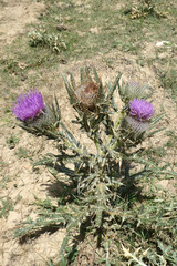 Cirsium odontolepis
