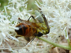 Tenthredo finschi