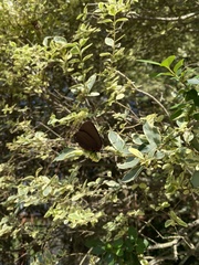 Atlides halesus