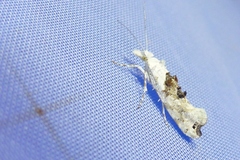 Ypsolopha asperella