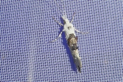 Ypsolopha asperella
