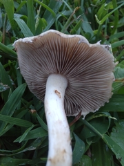 Stropharia coronilla