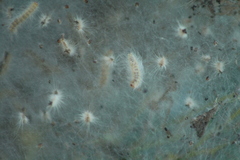 Hyphantria cunea