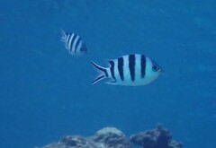 Abudefduf sexfasciatus