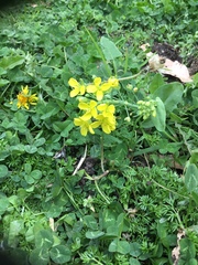 Brassiceae
