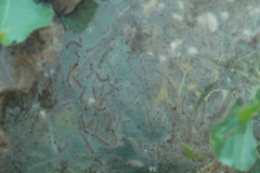 Hyphantria cunea