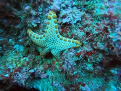 Pentagonaster duebeni
