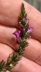 Muraltia spicata
