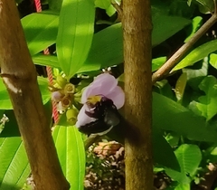 Xylocopa latipes