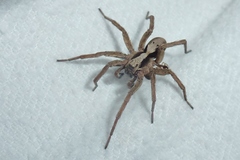 Alopecosa inquilina