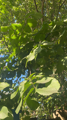 Ulmus thomasii
