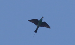 Merops viridis