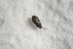Stygnocoris