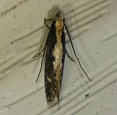 Tineinae