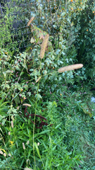 Setaria