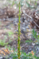 Prasophyllum elatum