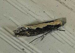 Tineinae