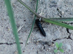 Carabina