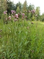 Cirsium arvense integrifolium