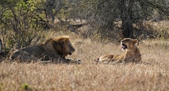 Panthera leo melanochaita