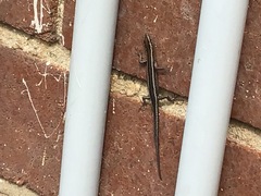 Cryptoblepharus pulcher