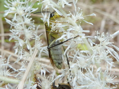 Tenthredo finschi
