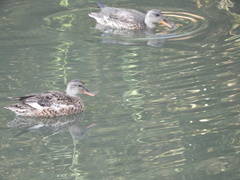 Mareca strepera strepera