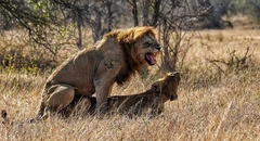 Panthera leo melanochaita