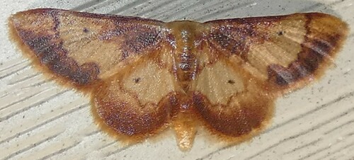 Red-bordered Wave photo 5